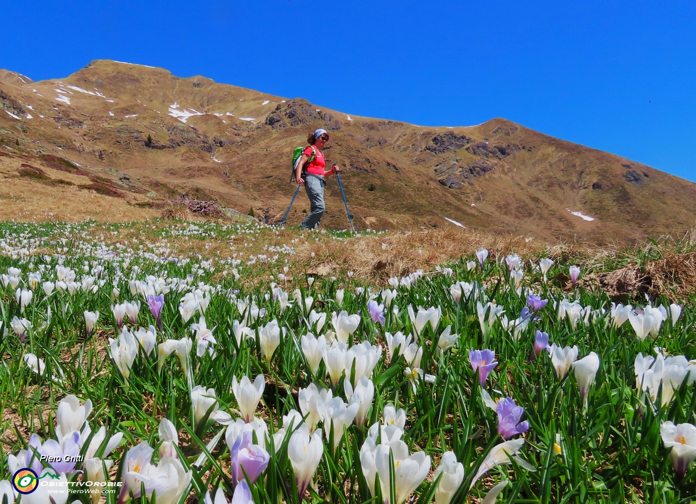 28 Triomen in alto, crocus bianchi e violetti in basso....JPG
